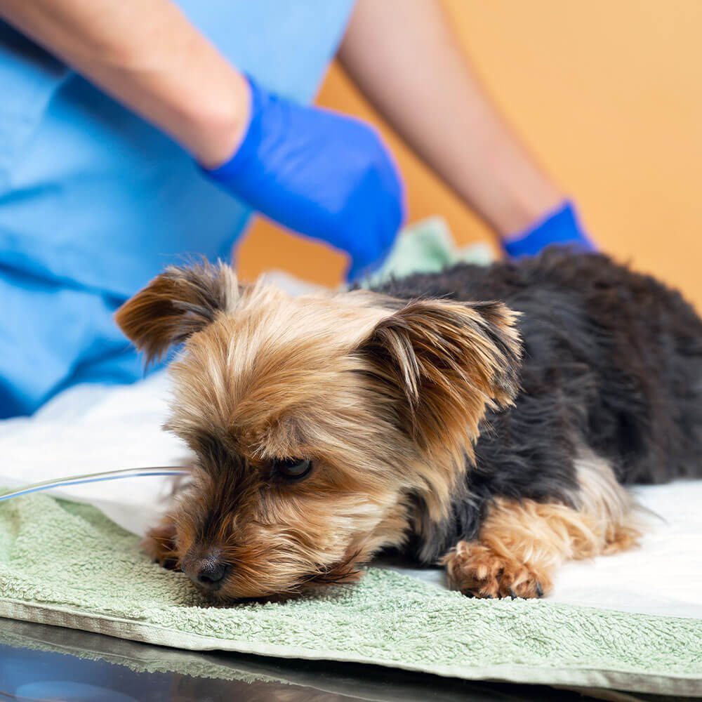 Pet Surgery In Marietta Ga