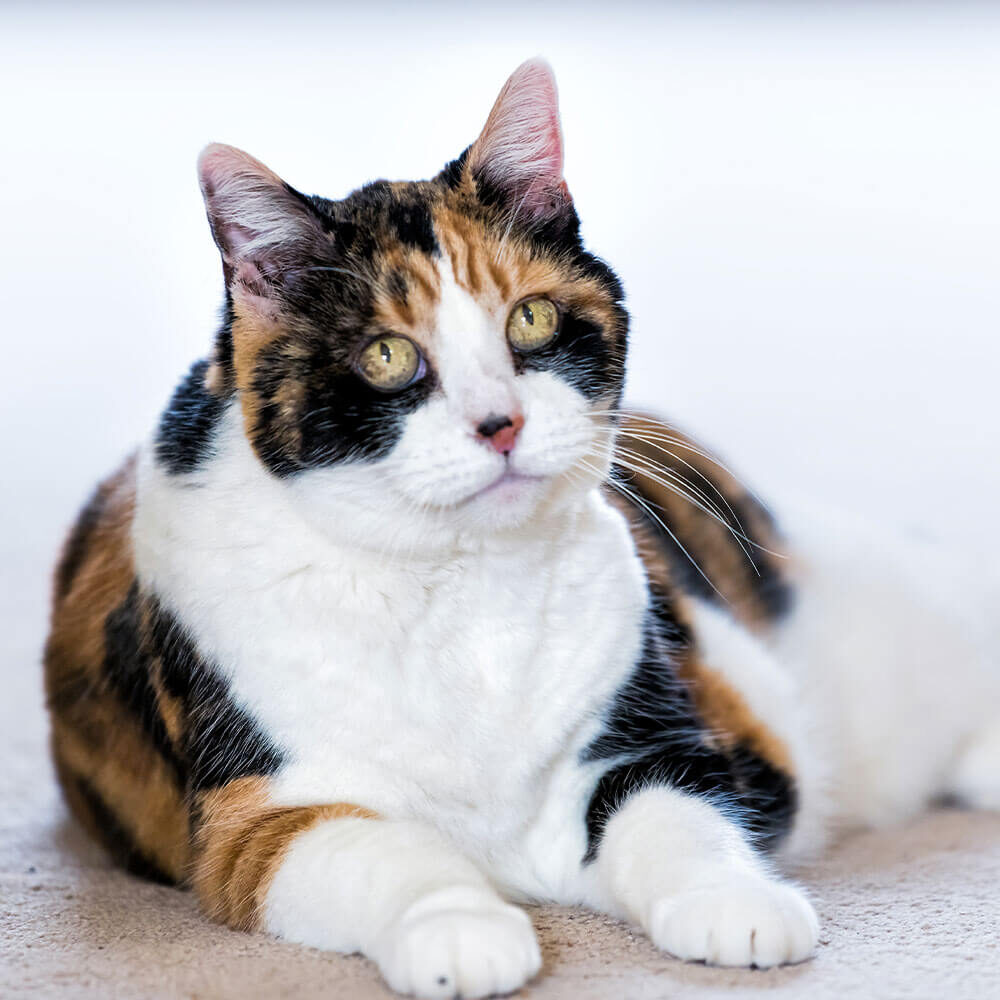 Calico Laying On Floor