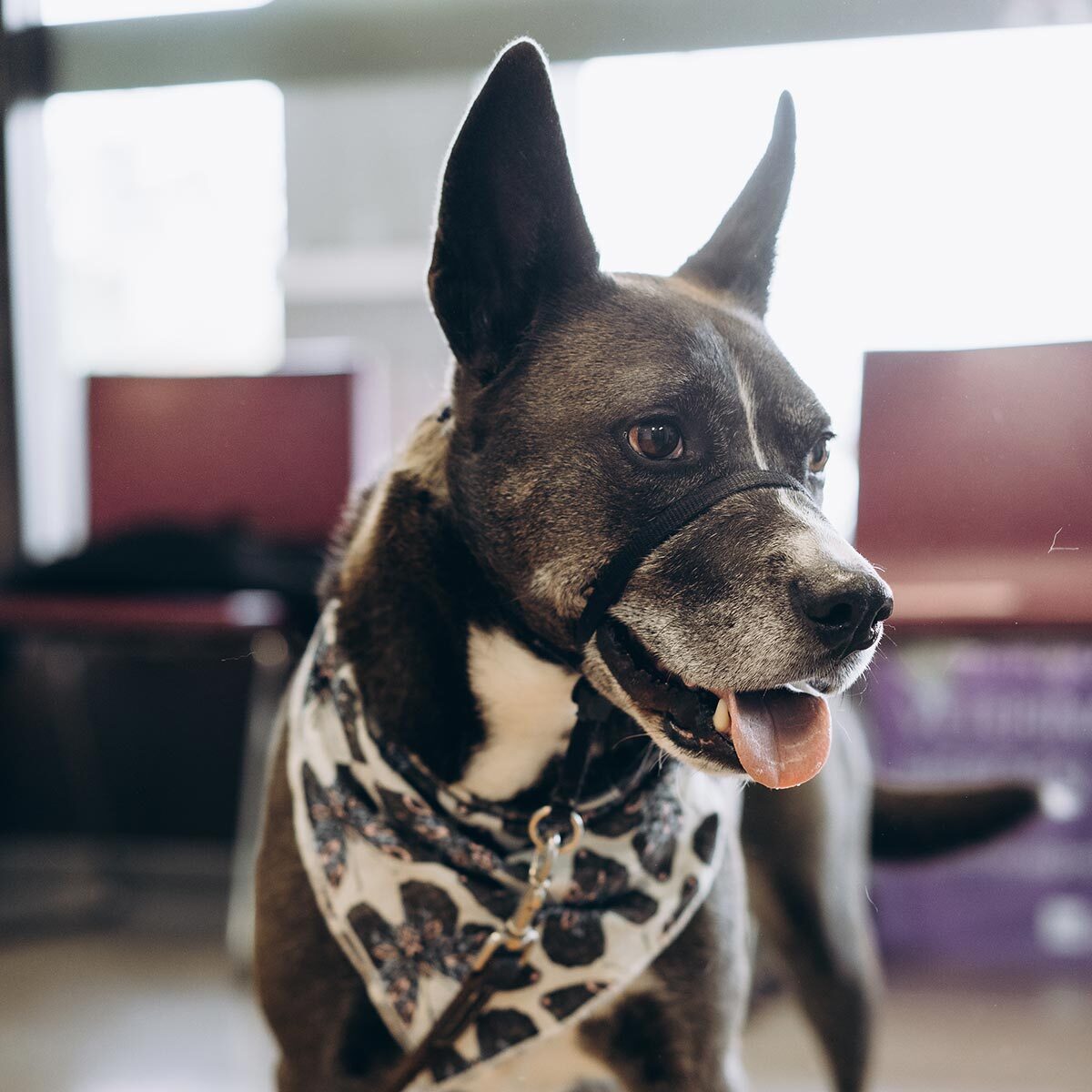 Close Up Of Brown Shorthaired Dog In Waiting Area