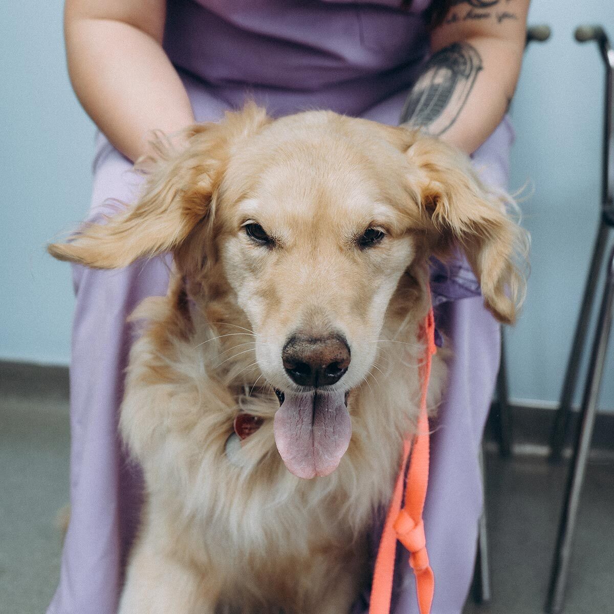 Close Up Of Golden Retriever Receiving Scratches Behind Ears By Staff Member