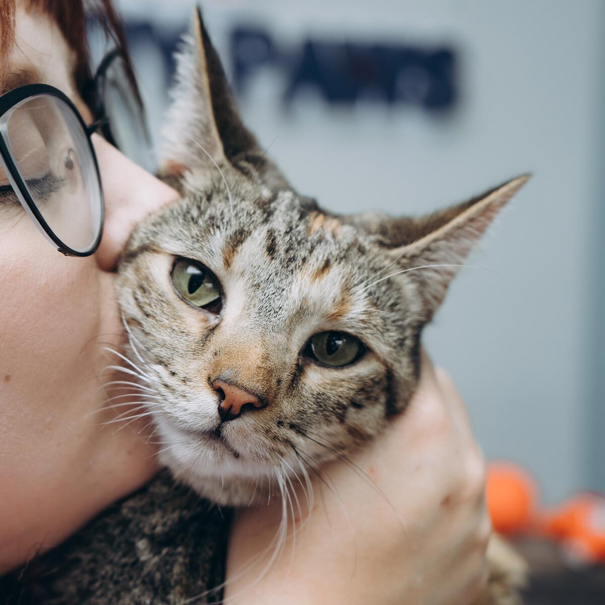 Close Up Of Staff Member Kissing Cats Cheek