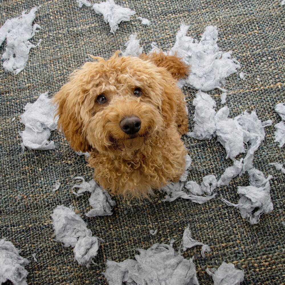 Dog With Shreaded Pillow